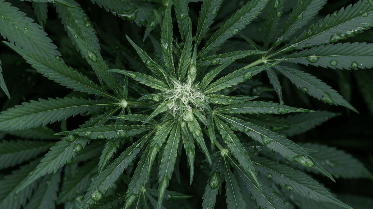 10 Astuces pour trouver du CBD pas cher sans sacrifier la qualité