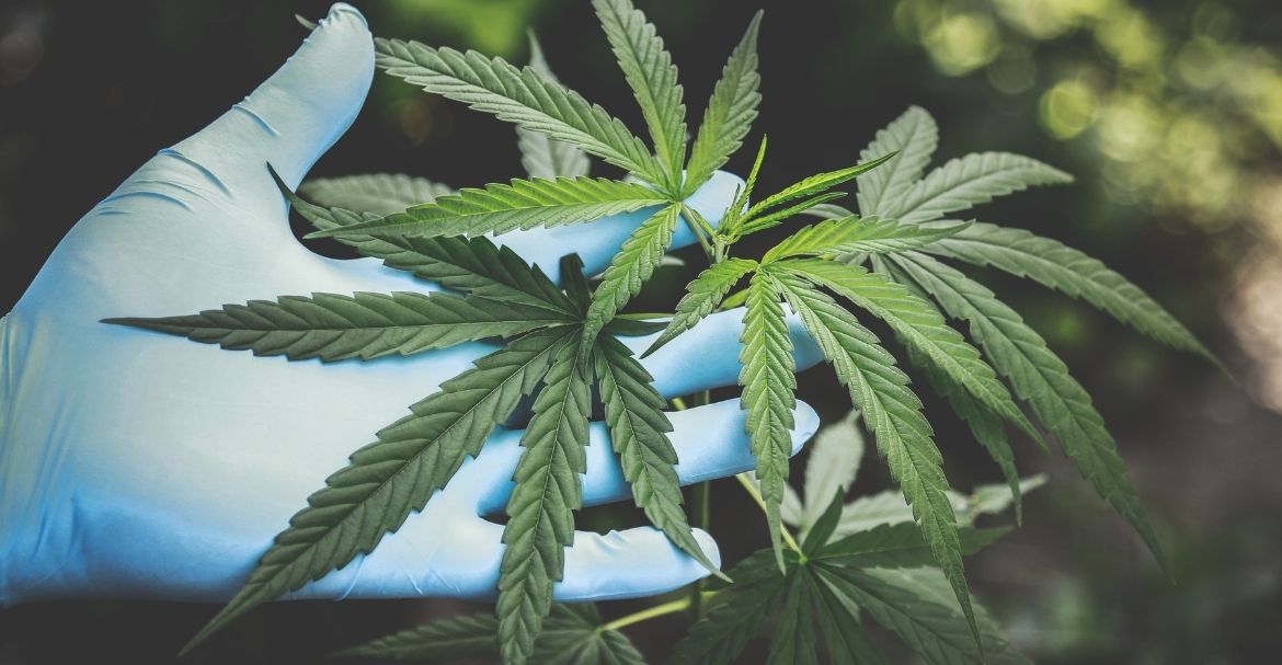 5 pays ou fumer de la weed est le plus risqué.