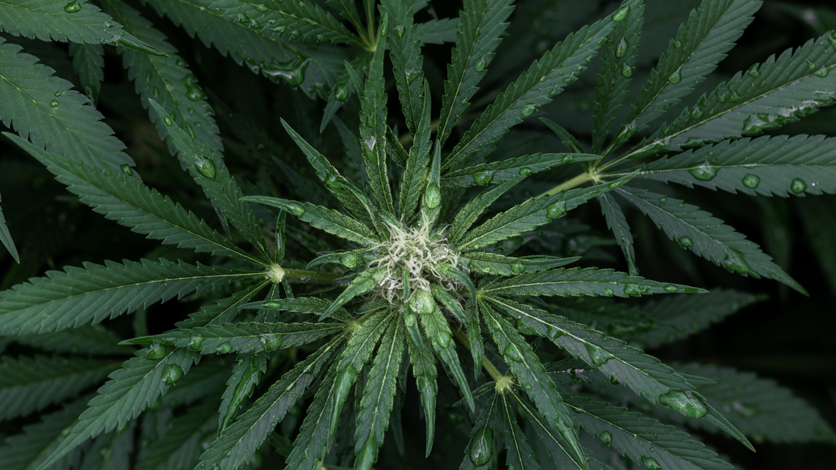 Comment reconnaître un CBD de qualité ? 7 critères à vérifier avant de choisir