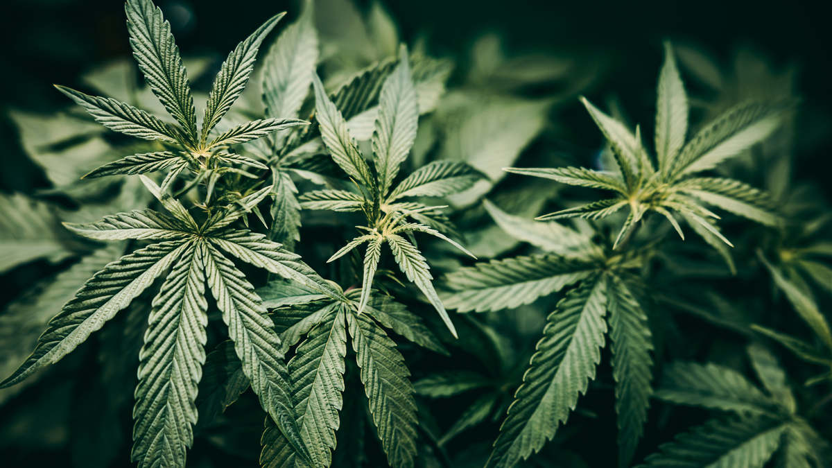 Stress de la rentrée ? Ce que le CBD peut (vraiment) faire pour vous