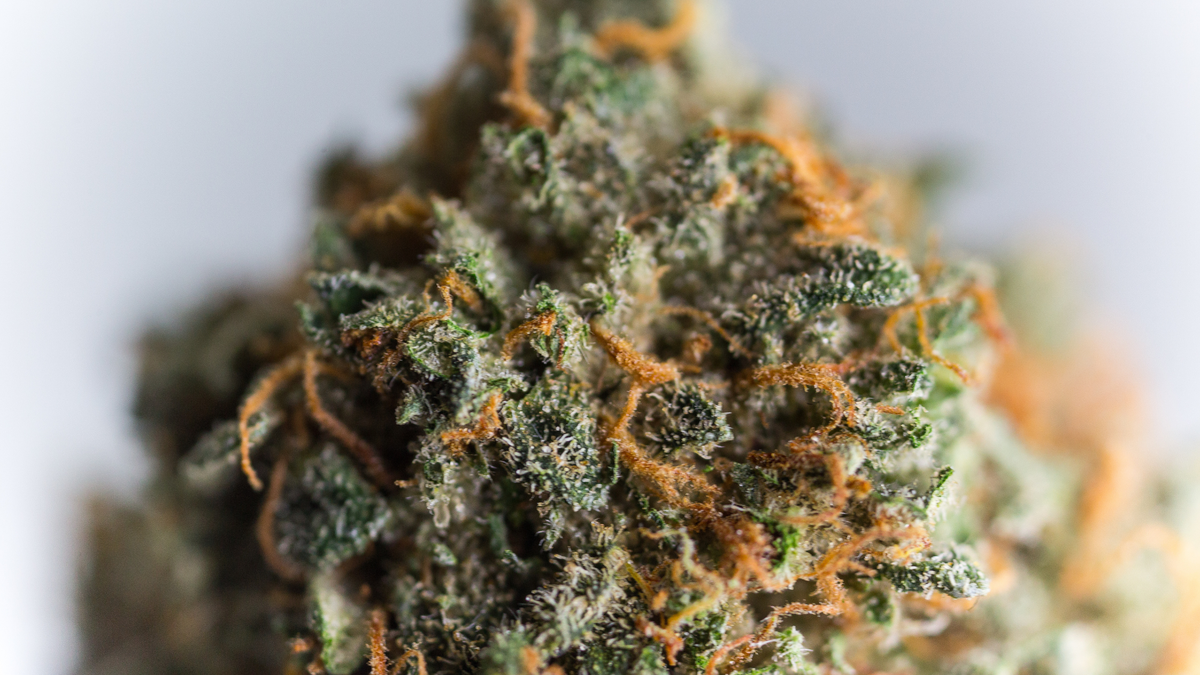 THCA : la molécule du cannabis que personne n'a vraiment expliquée