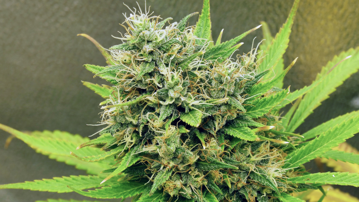 Amnesia 2.0 Hydro : Découvrez la fleur CBD primée qui a volé la vedette au salon Cannaduro 2023