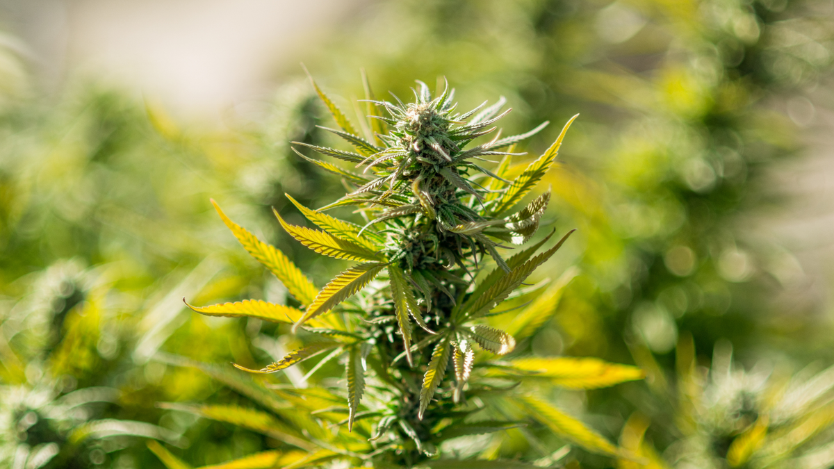 Cannabis dépénalisation, légalisation, répression : tout savoir