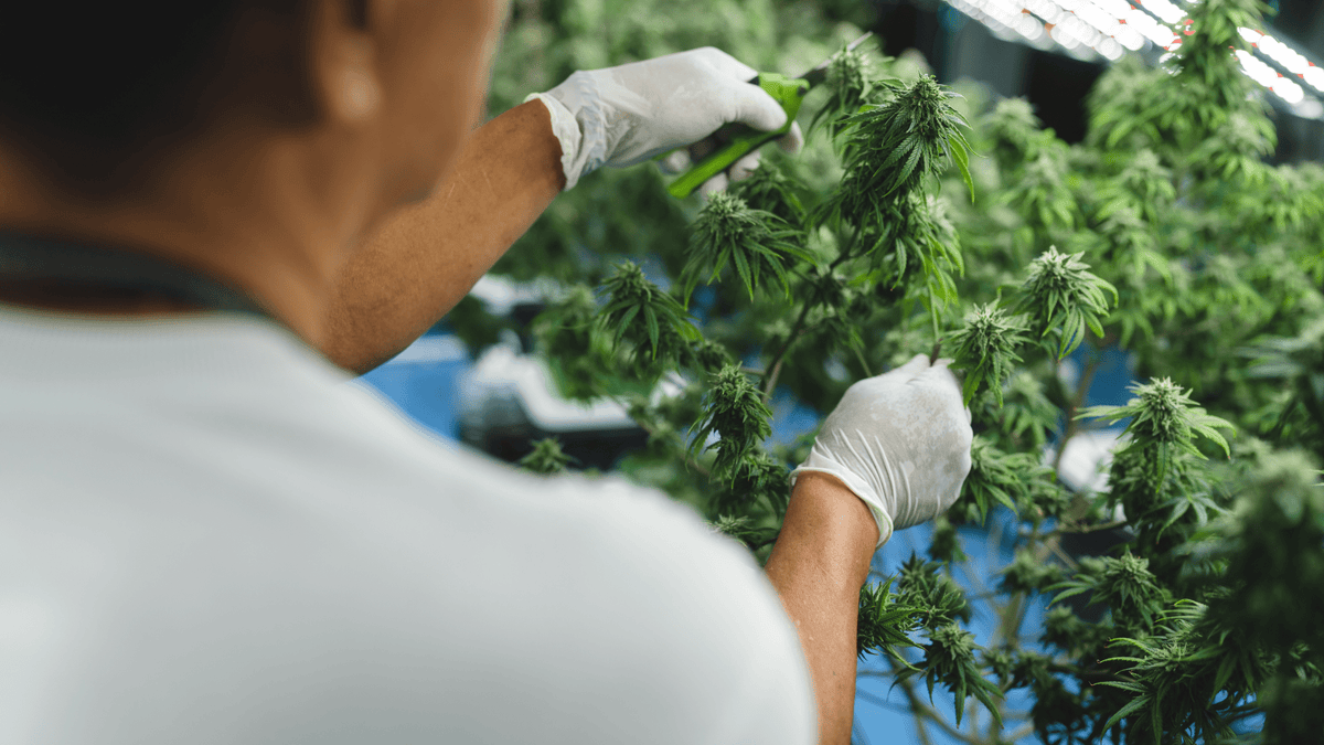 Cannabis vs CBD : quelles différences légales et pratiques en 2025 ?