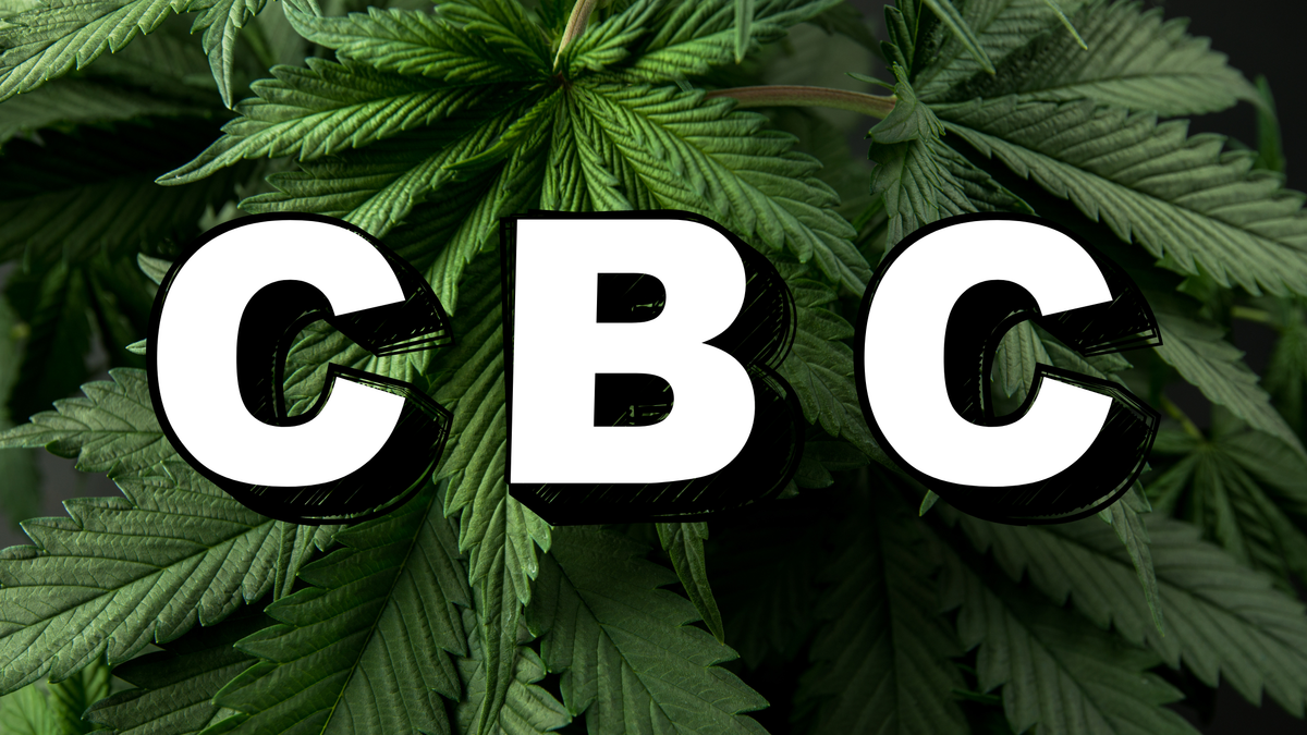 CBC : comprendre le Cannabichromène et choisir une résine CBC de qualité