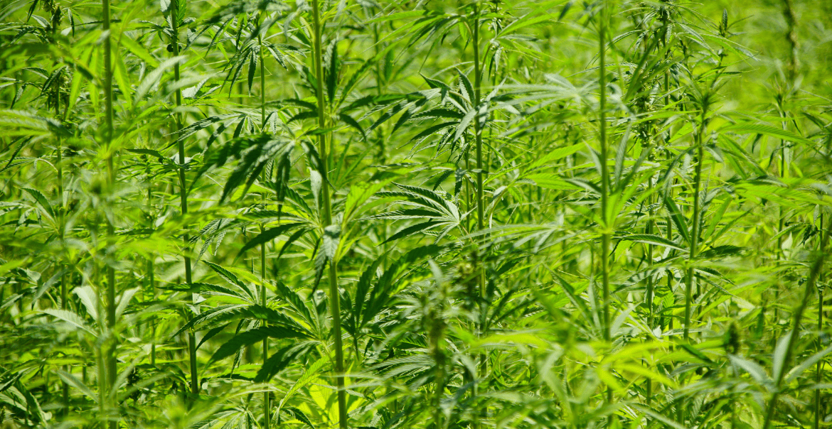 CBD, CBG, CBN: todo lo que debes saber sobre estos 3 cannabinoides imprescindibles