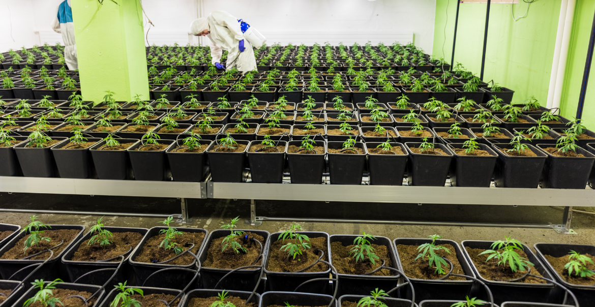 CBD : c’est quoi et comment bien l’utiliser ?
