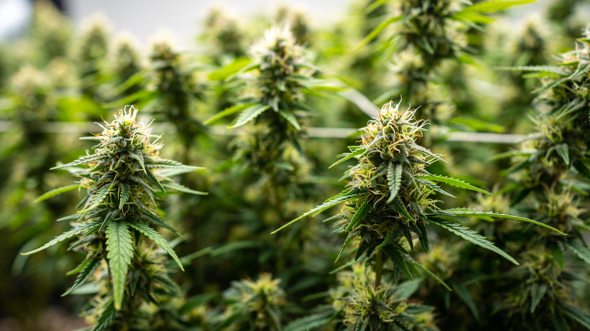 CBD y cáñamo: ¿cuál es exactamente la diferencia?
