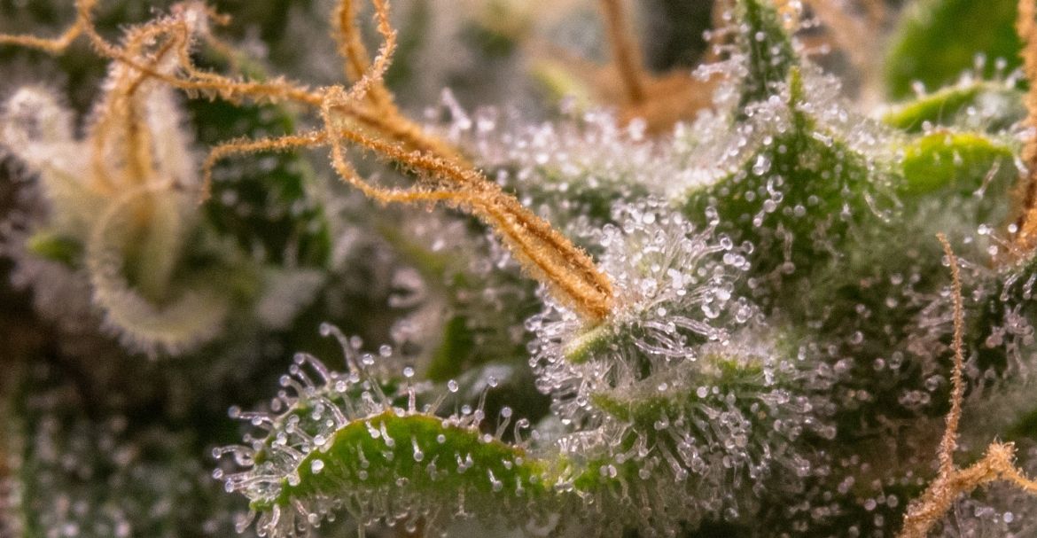 CBDV, CBT, CBN, CBC, CBDV, CBL… ¿Qué son estos cannabinoides todavía poco conocidos?