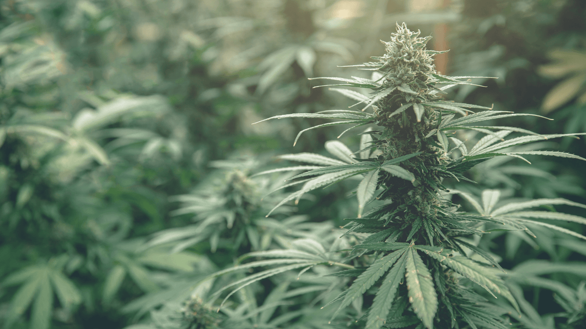 CBG vs CBN : tout savoir sur ces deux composants du chanvre