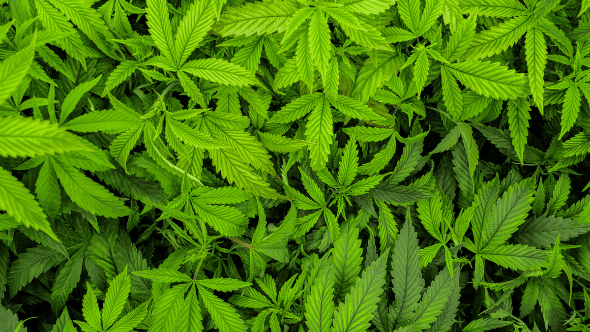 CBN, CBD, CBG: ¿qué diferencias hay entre estos cannabinoides naturales?