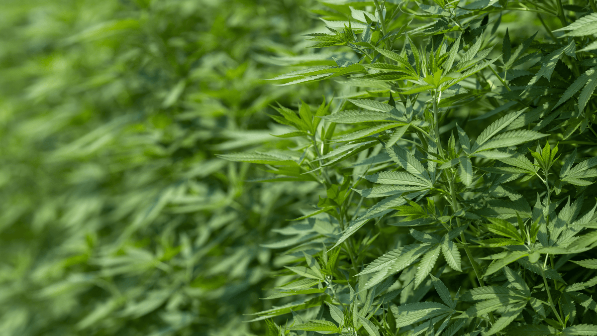 CBN : Explorez les vertus méconnues des fleurs de cannabinol !