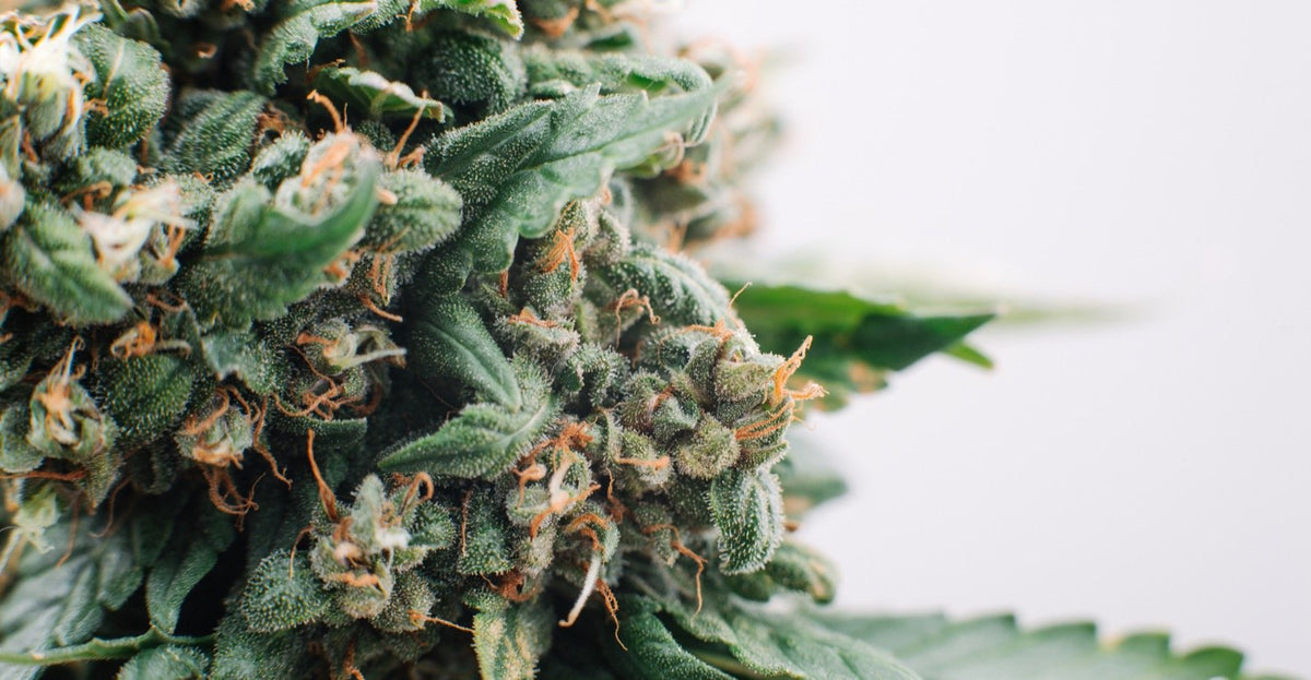 Comment consommer les fleurs de CBD?