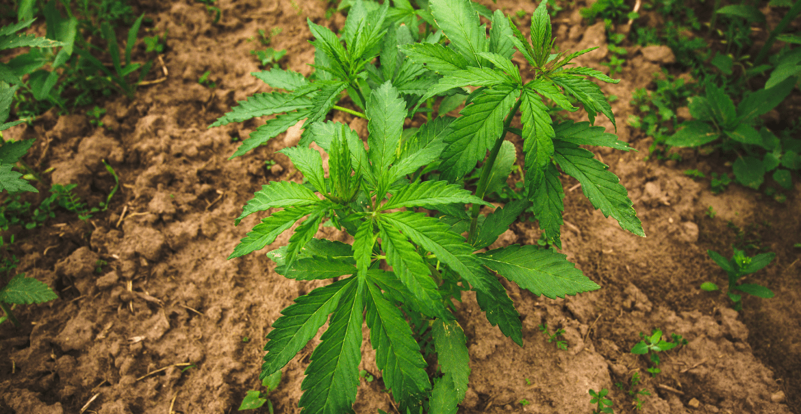 Cookies CBD et PRT Lab : Découvrez nos marques exclusives de CBD signées Booba et Cookies sur Deli Hemp !