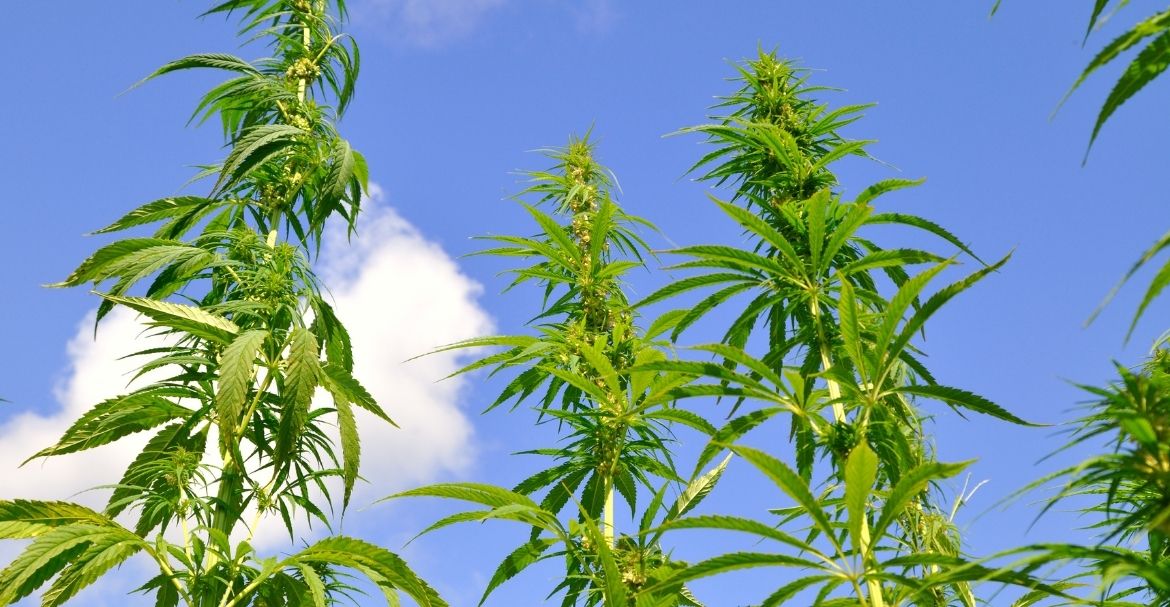 Découvrez la boutique Deli Hemp à Reims