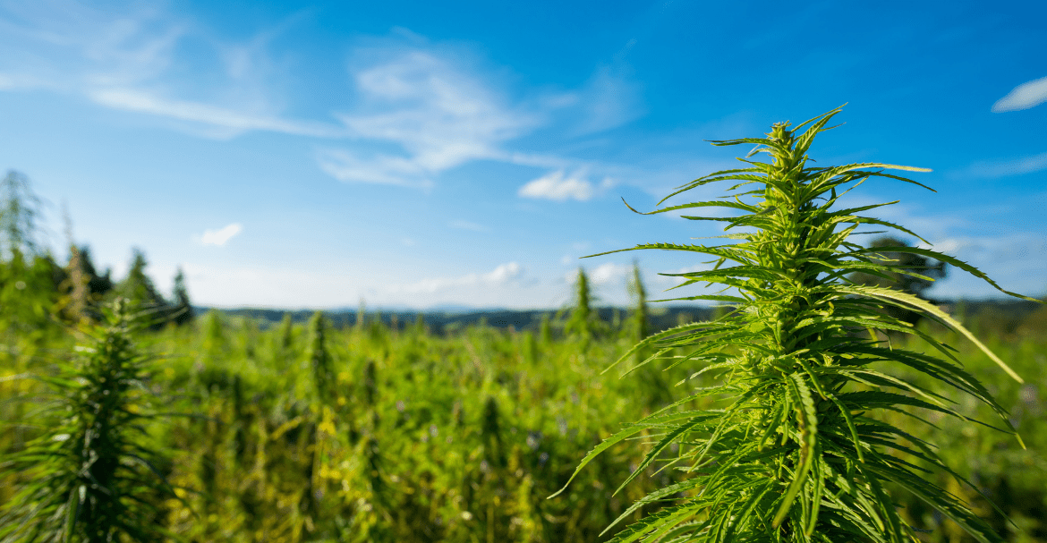 Deli Hemp, garant de fleurs au CBD ultra fraiche.