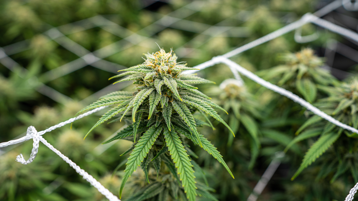 Différence entre fleurs CBD indoor, greenhouse et outdoor