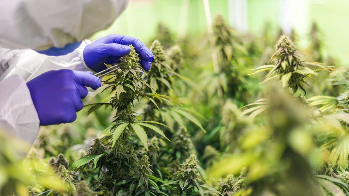 Différence entre fleurs et résines CBD : tout savoir !