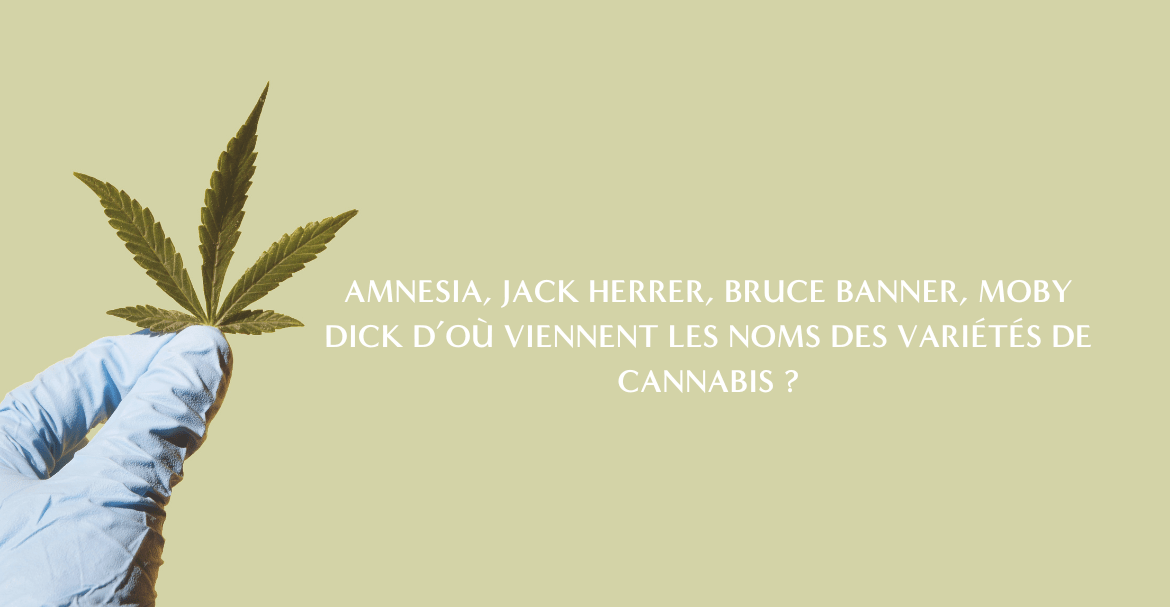 D’où viennent les noms des variétés de cannabis ?
