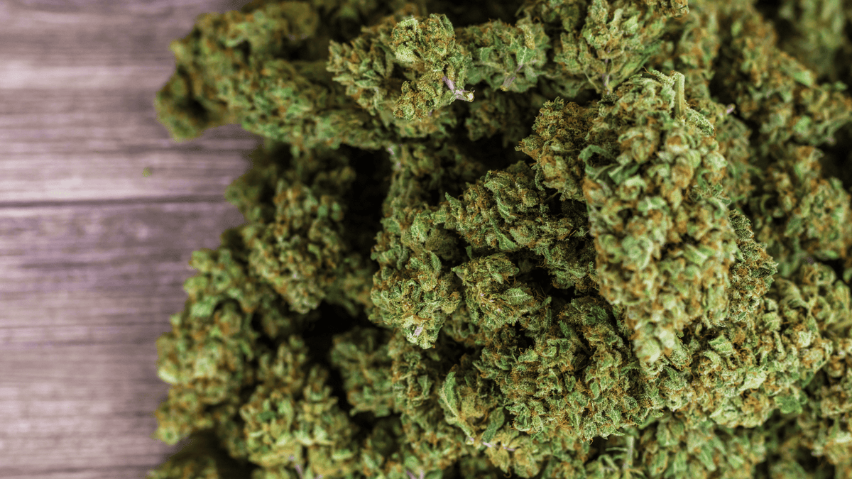 Fleur CBD récompensée Platinum CBD Cup : découvrez les variétés primées