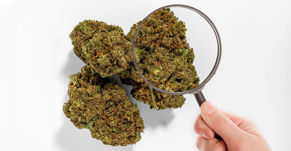 Fleur CBD Small Bud : le format malin pour du CBD pas cher