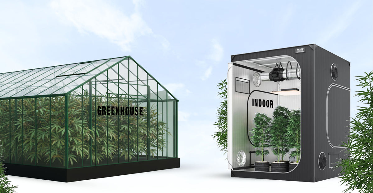 Fleurs CBD Greenhouse ou Indoor : comment choisir ses fleurs CBD ?