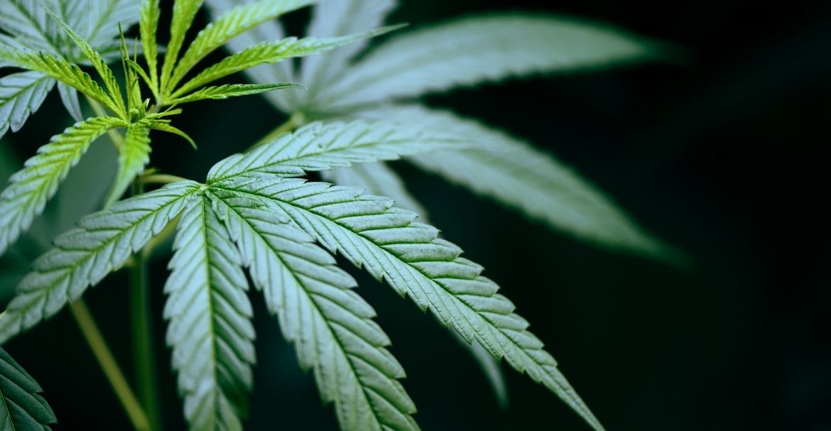 Il y t-il des risques de surdosage avec le CBD ?