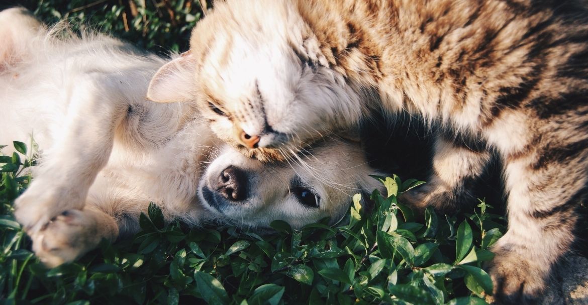 Le CBD est-il bon pour la santé des animaux ?