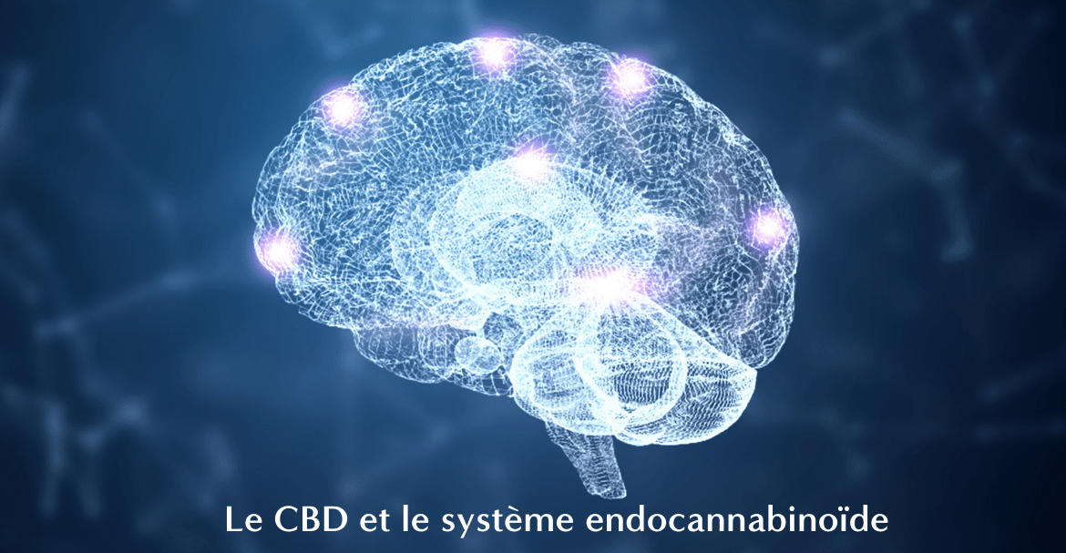 Le CBD et le système endocannabinoïde