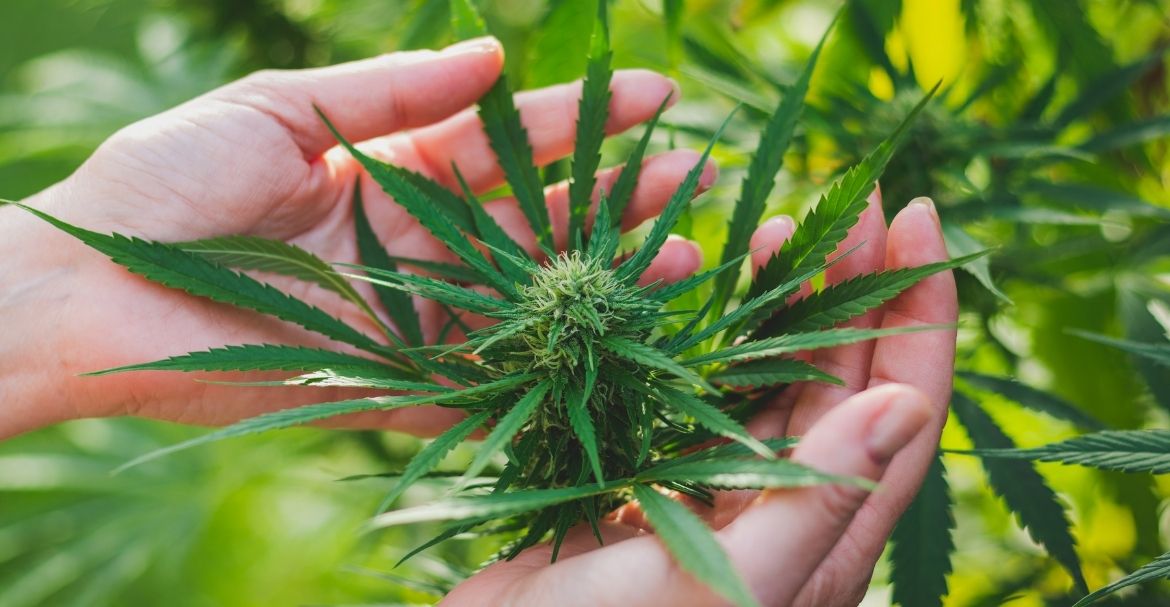 El CBD para combatir las enfermedades intestinales