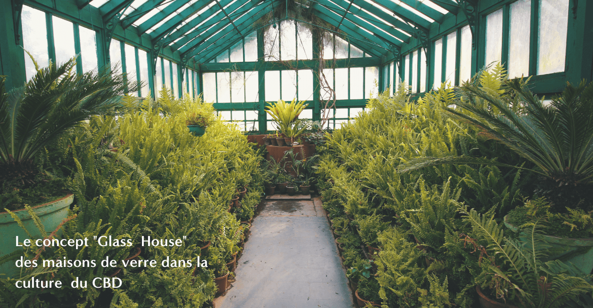 Le concept "Glass  House"  des maisons de verre dans la culture  du CBD