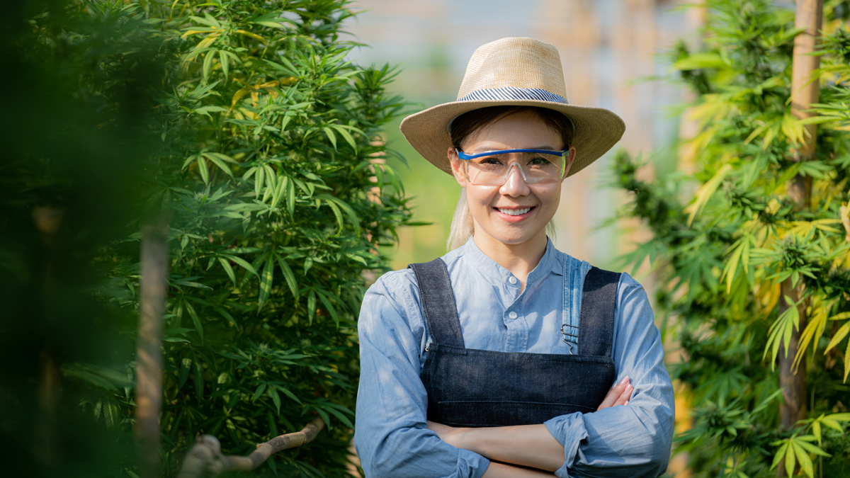 Les étapes de la culture de graines de CBD cannabis