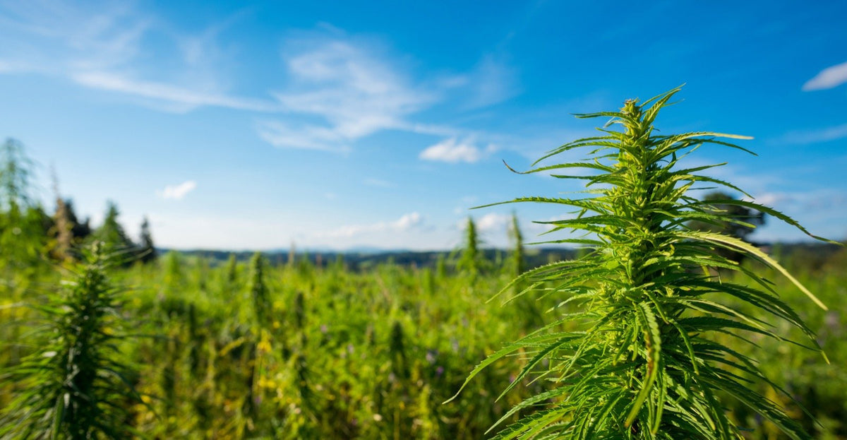 Mais d’ou vient le cannabis?