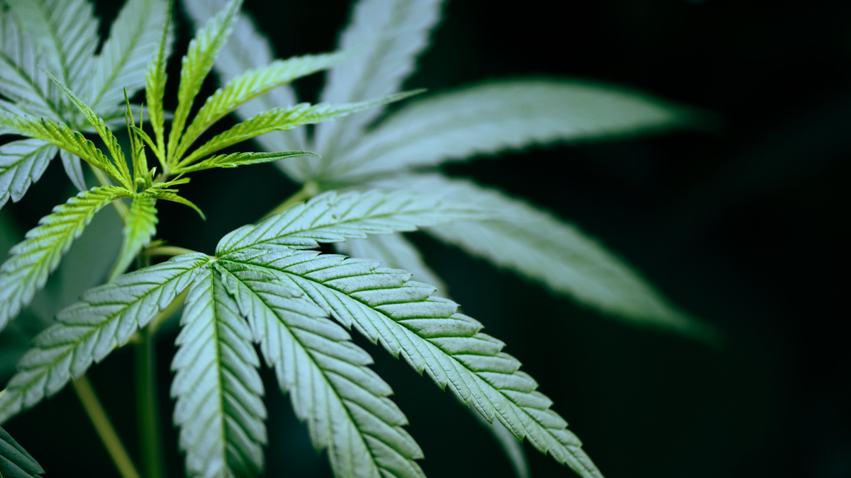 Nouveautés CBD 2026 chez Deli Hemp : nouvelles fleurs, résines et gummies à découvrir