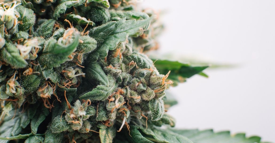Ou trouver les meilleures fleurs de CBD ?