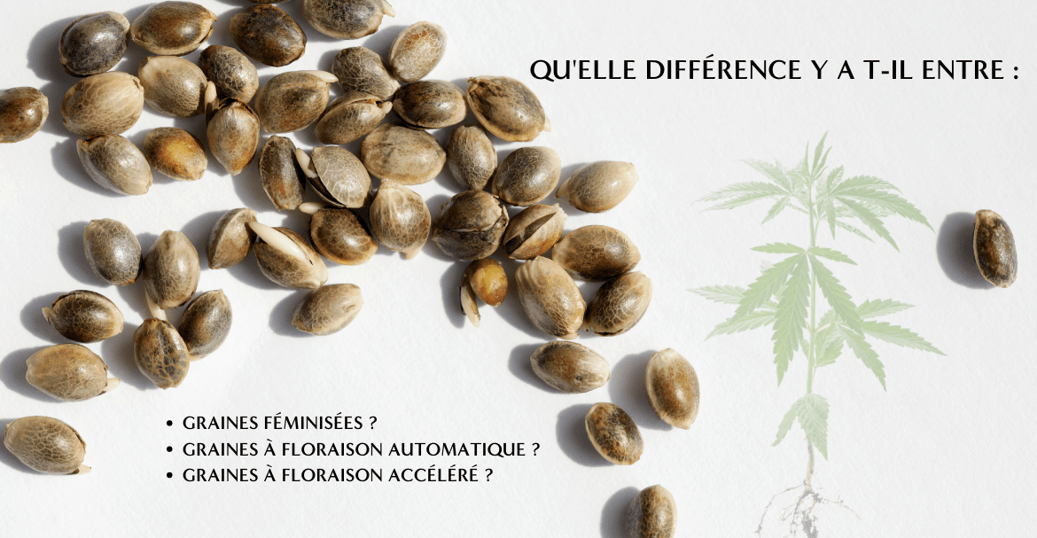Qu'elle différence y a t-il entre :  Graines féminisées / Graines à floraison automatique / Graines à floraison accéléré ?
