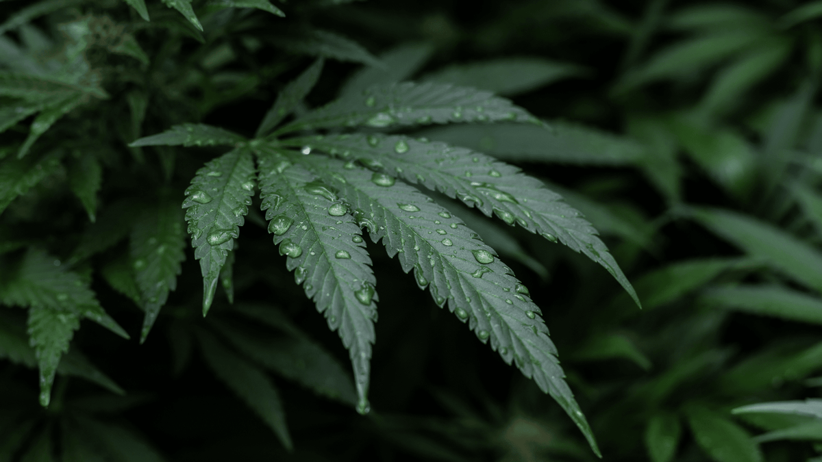 Qu'est-ce que la résine de CBD ?