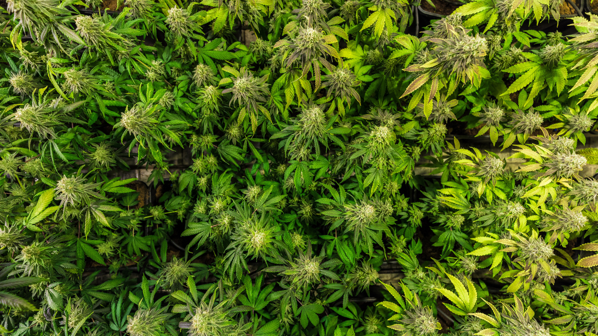 Amer, terreux, fruité... Quel est le vrai goût du CBD ?