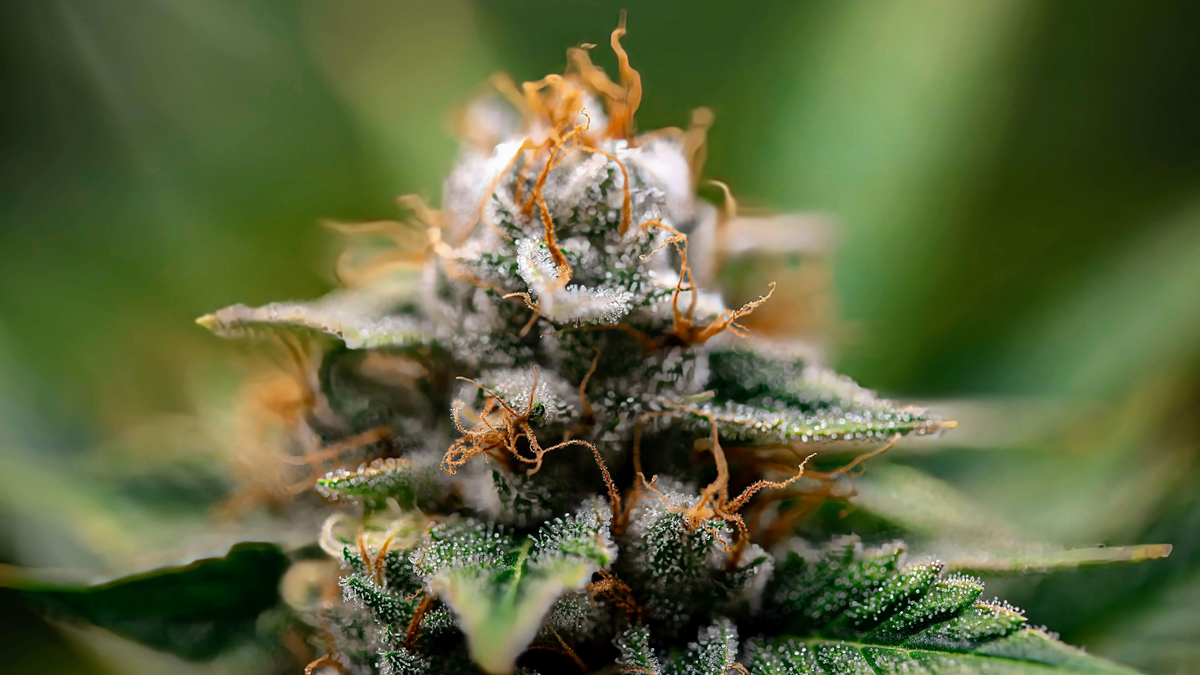 Qu’est-ce que le cannabidiol (CBD) ? Définition claire et guide complet