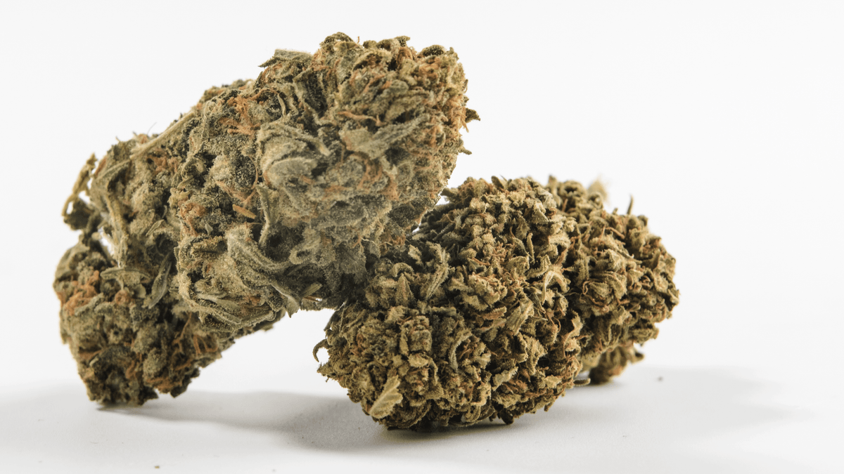 Qu’est-ce qu’une fleur CBD puissante ?