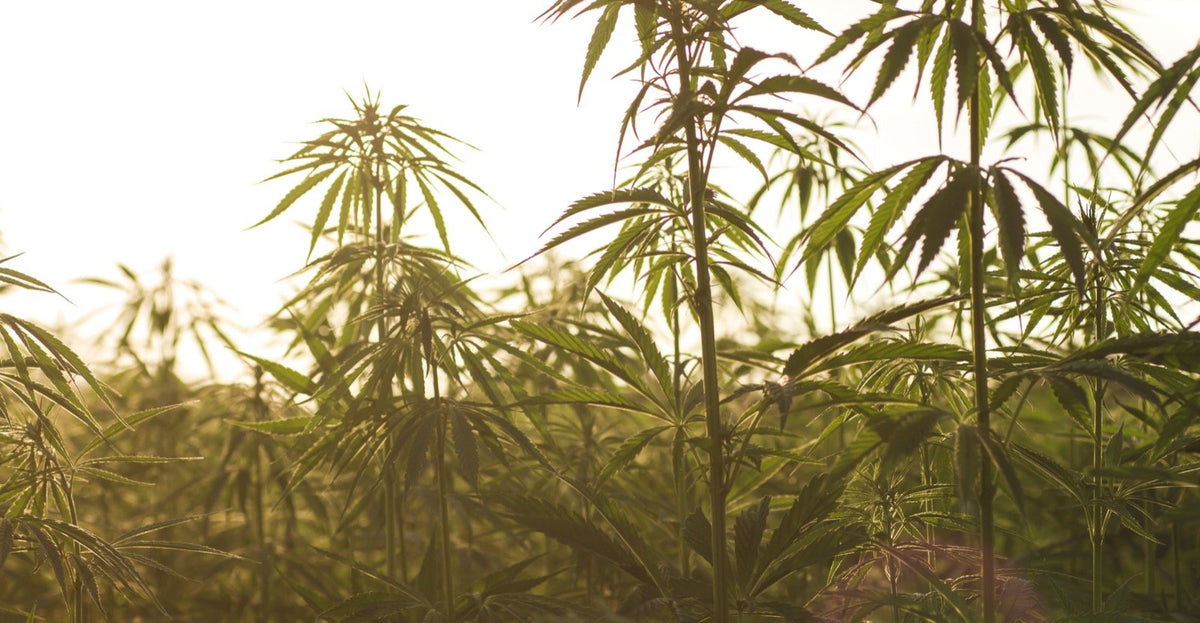 Relajarse con CBD: ¿cómo actúa en el organismo?