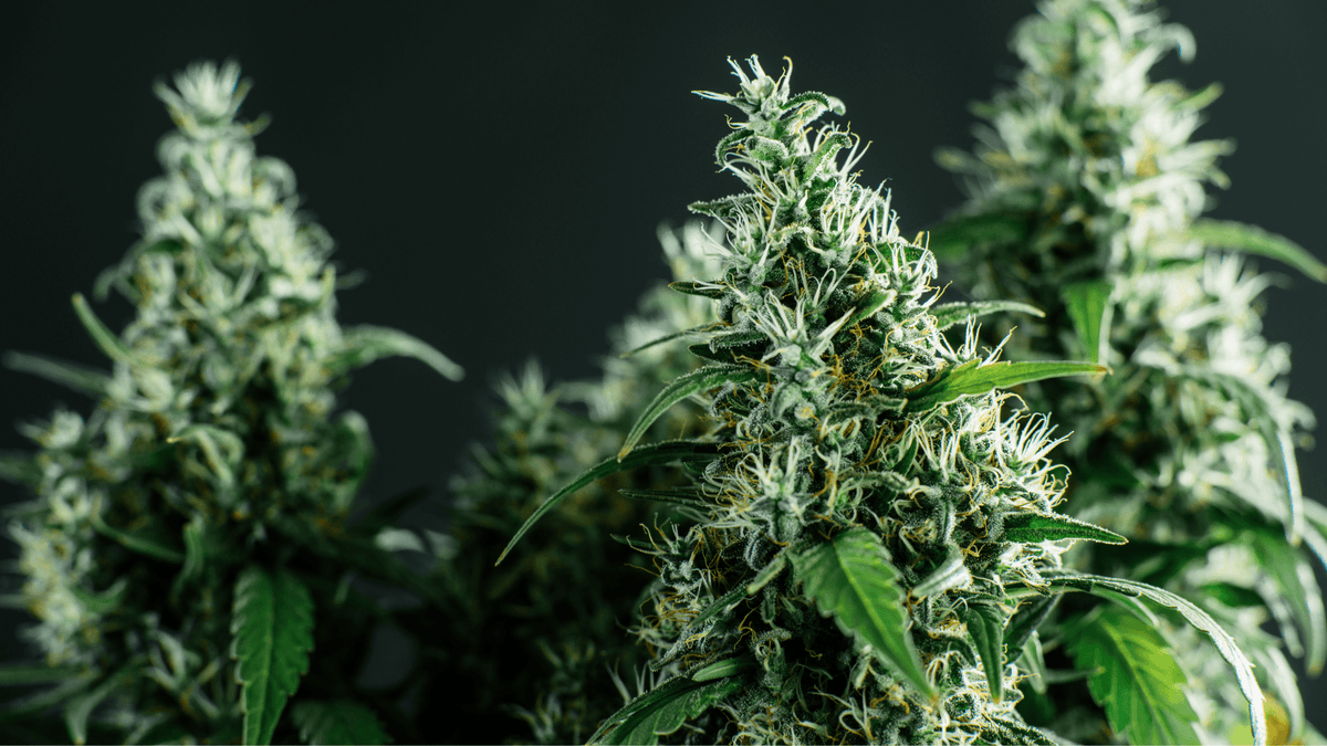Top 3 des fleurs CBD outdoor pas chères