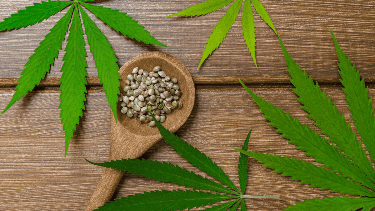 Todo lo que debes saber sobre las semillas de CBD