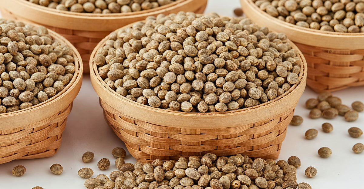 Tout savoir sur les graines CBD en 2025 | Deli Hemp