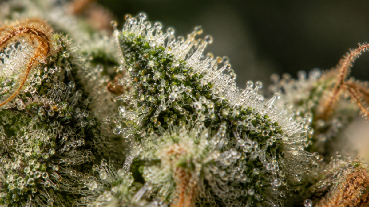 Trichomes CBD : comment reconnaître les cristaux d'une fleur de chanvre ?