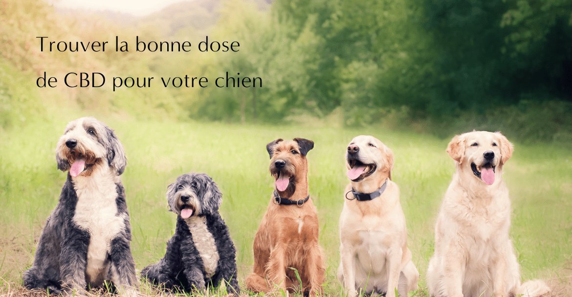 Trouver la bonne dose de CBD pour votre chien - Ce que vous devez savoir
