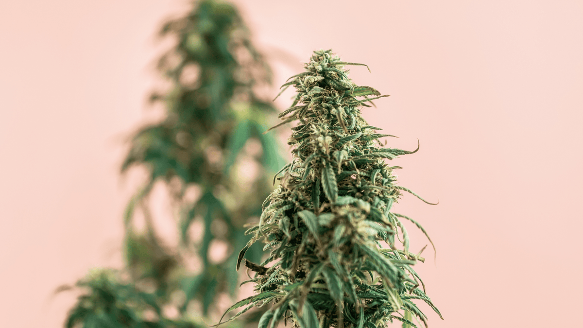 Zoom sur notre fleur Amnesia HHCPO !