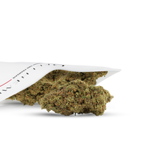 CHICLE CBD - HIDROPONÍA