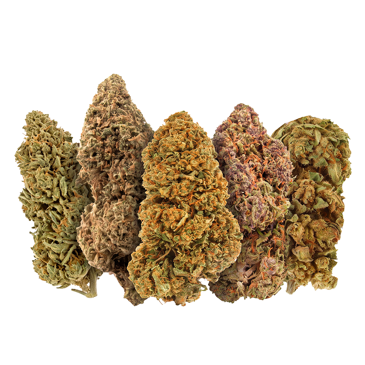 PACK DE DESCUBRIMIENTO DE FLORES