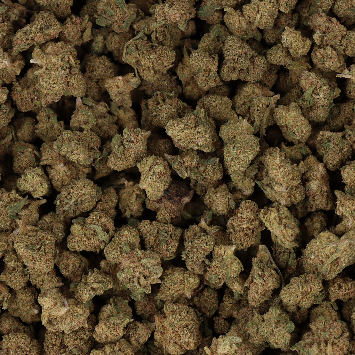 CRITICAL KUSH CBD SMALL BUD - INDOOR